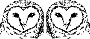 120228.owl.fullsize
